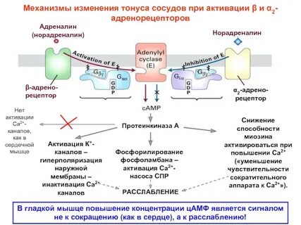 2 адреналин и норадреналин