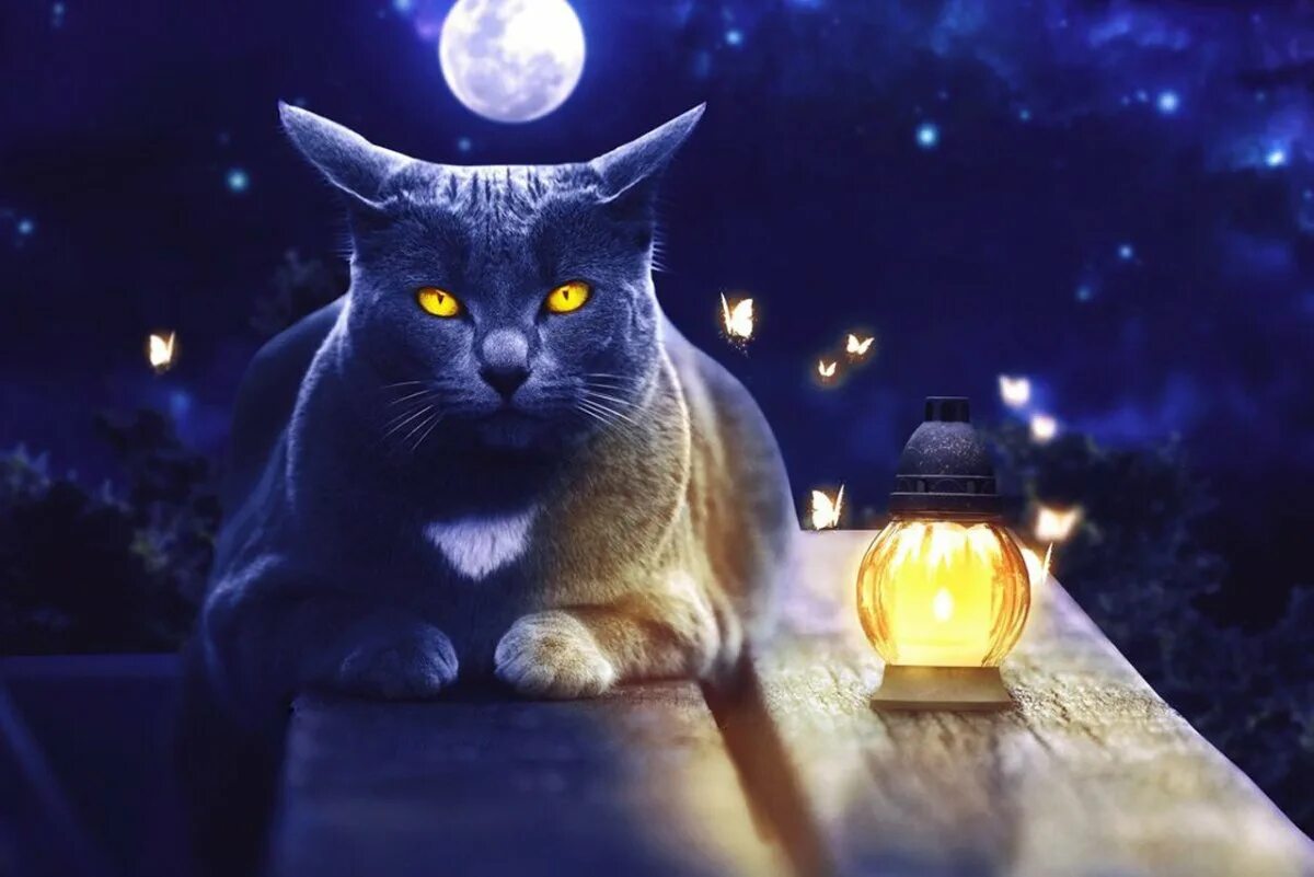 Кот рыжий ночь. Коты ночью. ночная кошка. кошка на фоне ночного города. ночная кашка.