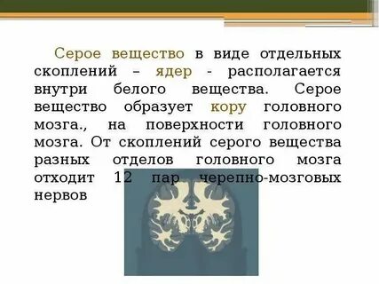 Серое вещество мозга что делает