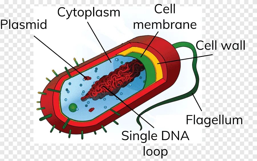 Строение мембраны прокариотической клетки. Прокариотическая клетка bacteria. Строение бактериальной клетки пили. Строение бактерии прокариот.