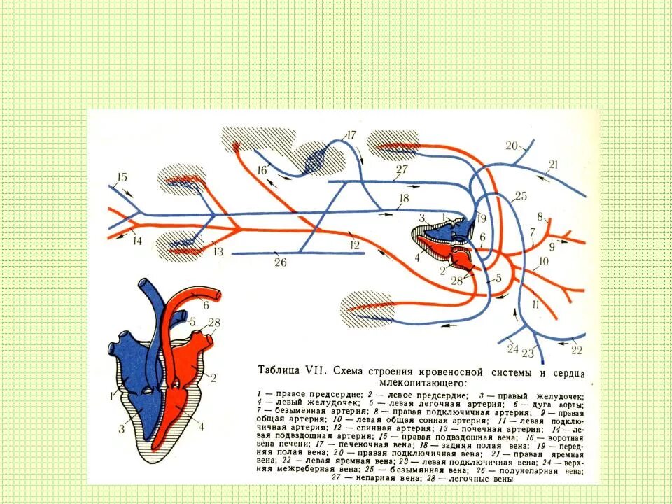 Какая кровь поступает у млекопитающих. Кровеносная система кролика схема. Схема строения кровеносной системы млекопитающих. Кровеносная система птиц схема. Схема кровеносной системы крысы.