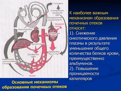Механизм почек