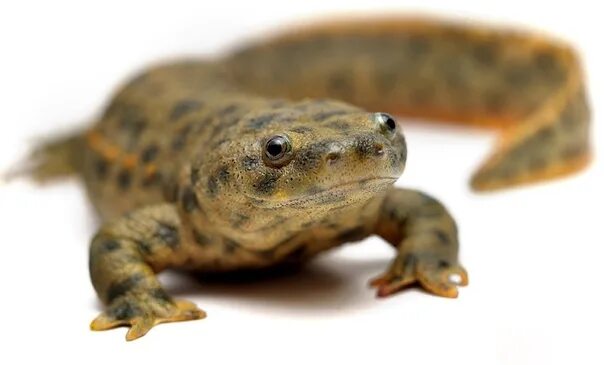 Обыкновенный тритон (triturus vulgaris). Обыкновенный тритон (triturus vulgaris). Обыкновенный тритон личинка. Рыба ящерица аксолотль. Тритон иглистый аквариумный.