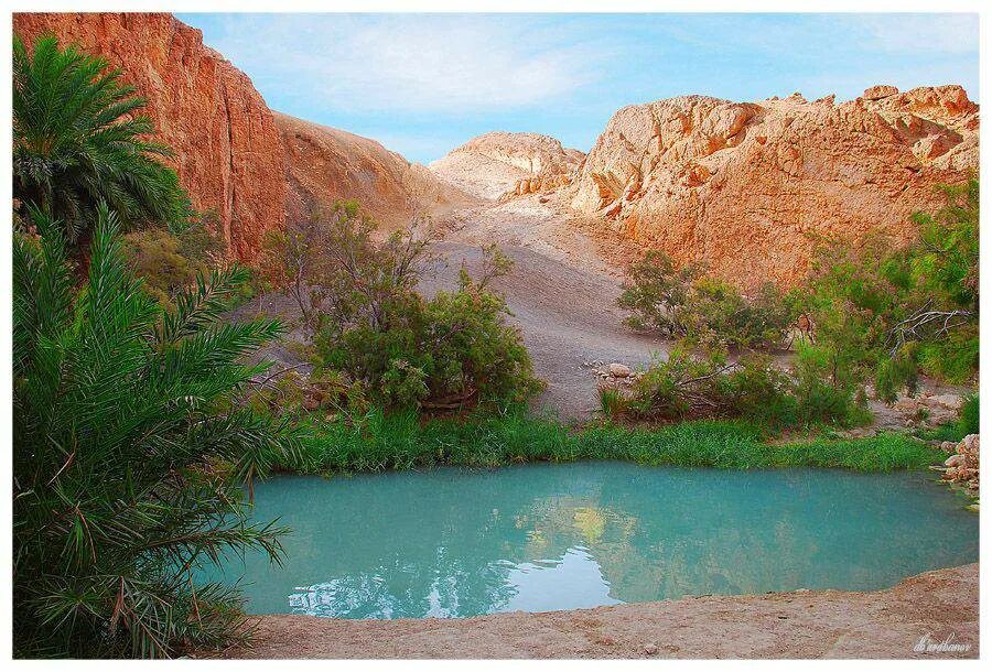 Оазис в Аравийской пустыне. Оазис в Туркмении. Меджерда река Алжира. Озеро Убари.