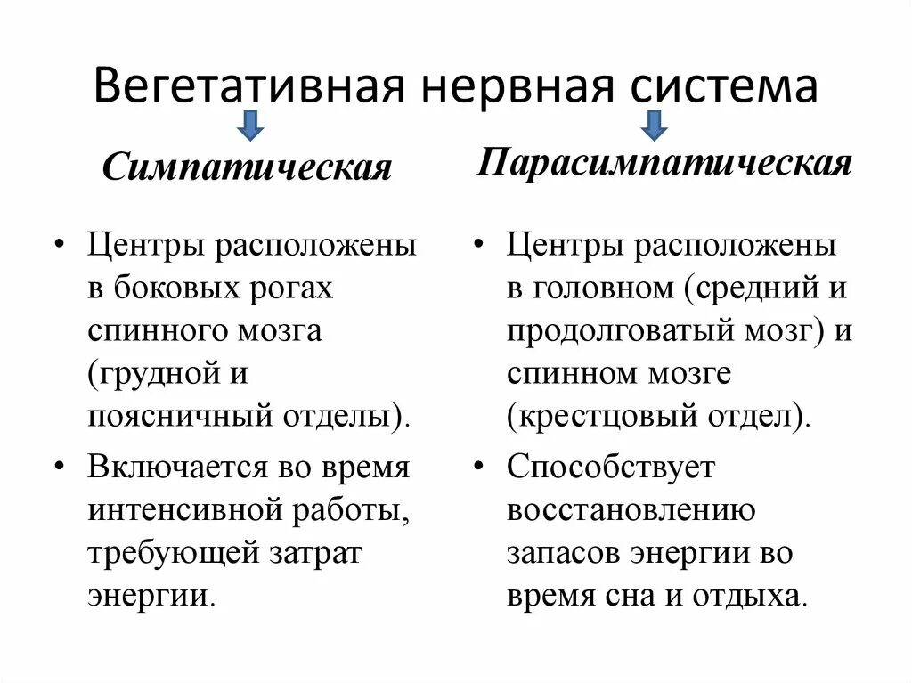 Нервный отдел и функции парасимпатической