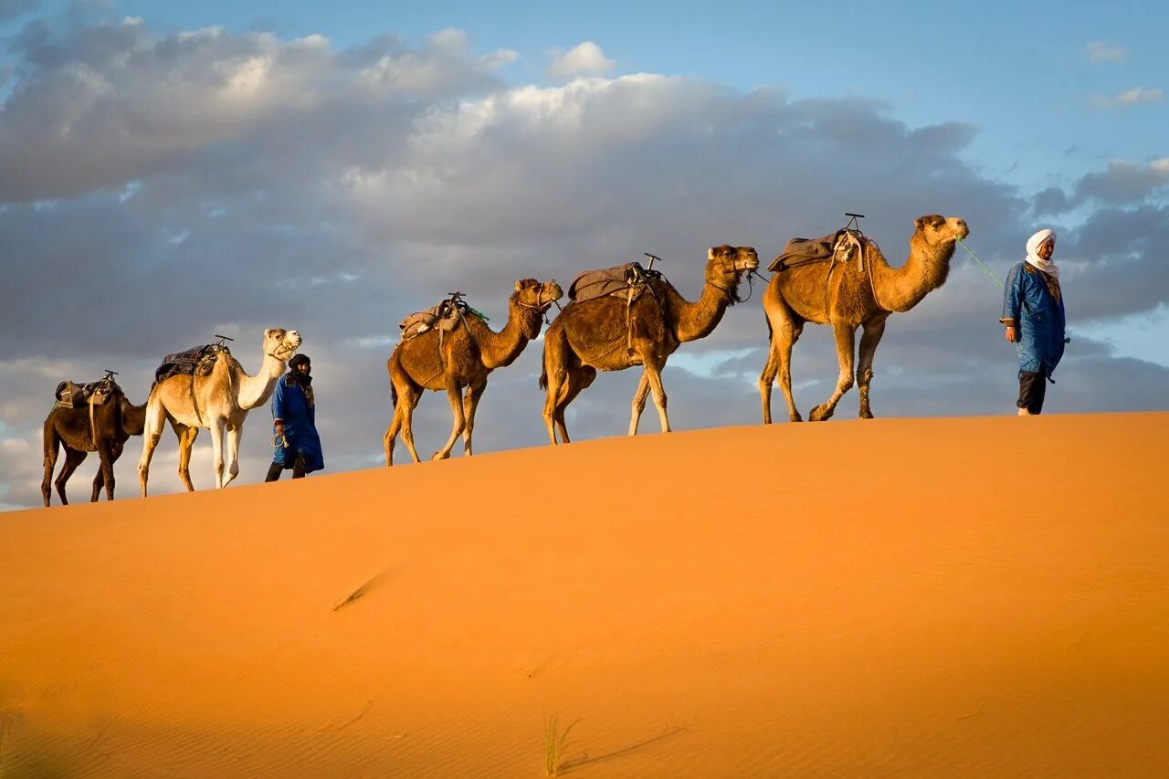 Залив караван. Пустыня Кызылкум Верблюды. Camel Caravan. Караван бактрианов. Марокко Караван.