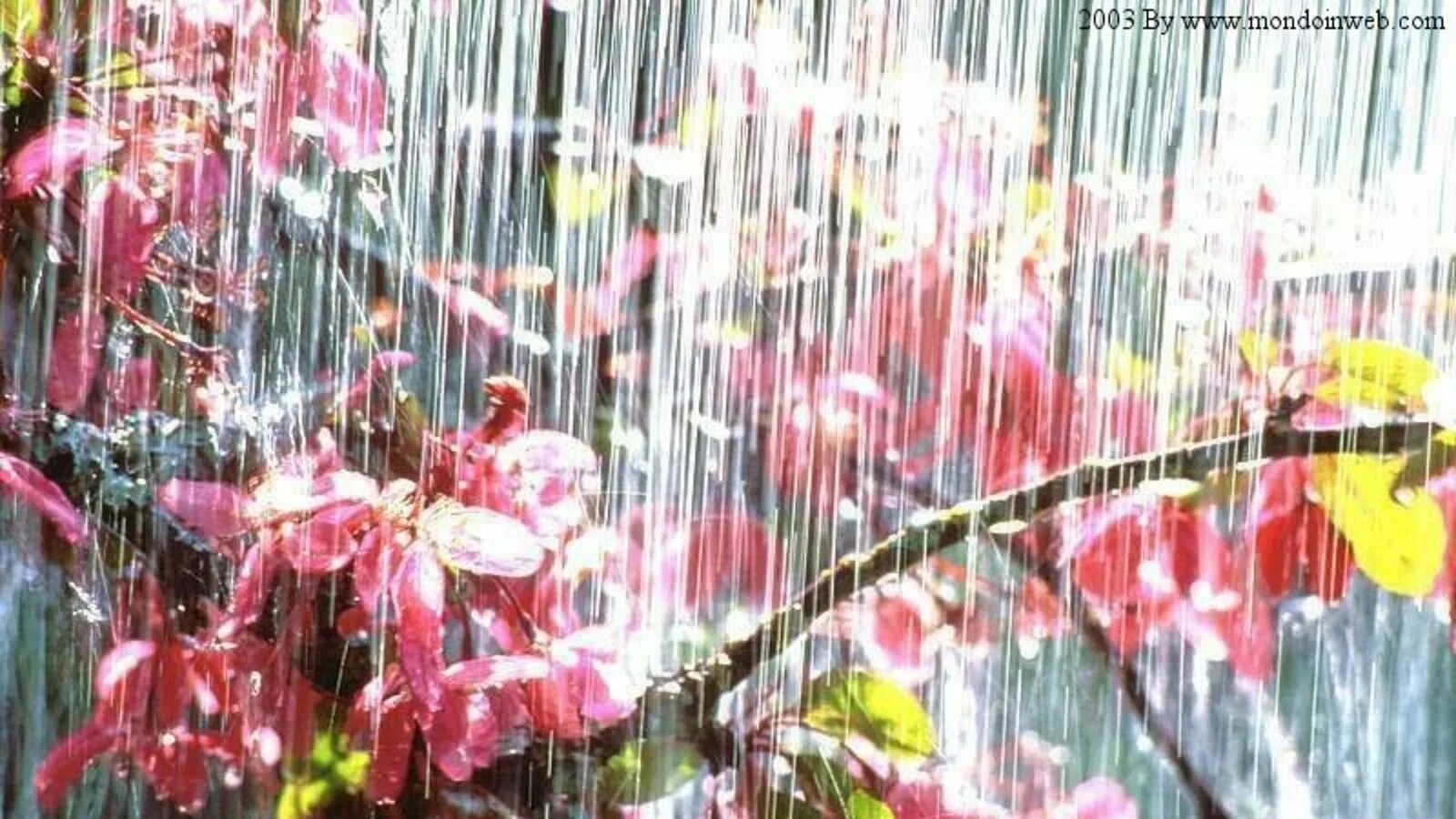 Сегодня целый день шел дождь. Весенний дождь. Дождик. Дождик весной.