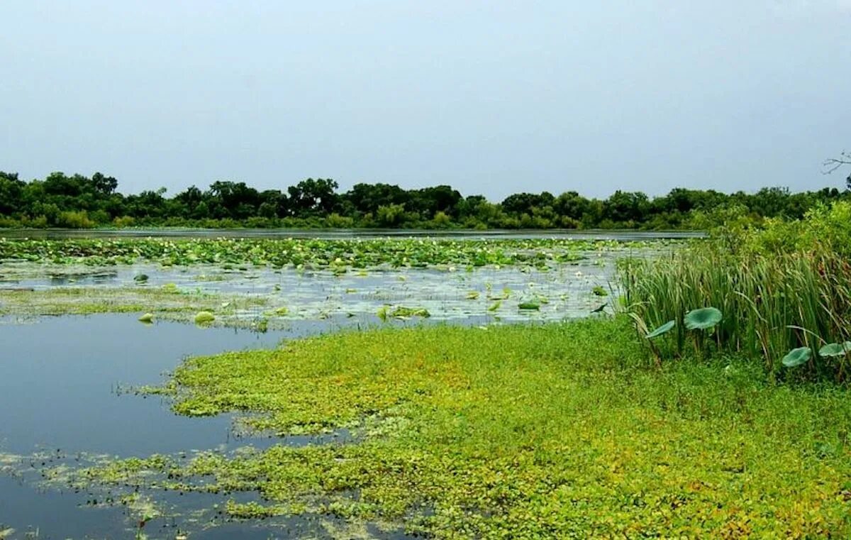 Зарастание водной растительностью реки Дон. Зарастание водоемов водорослями. Цветение водоемов. Болотные водоросли. Опускался вечер через прибрежные заросли на воду