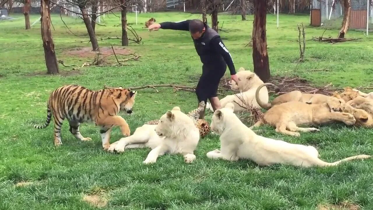 Центр реабилитации тигров амурский тигр. Тигр спас человека. Святы среди зверей. Центр амурский тигр владивосток. Тигр спас человека.