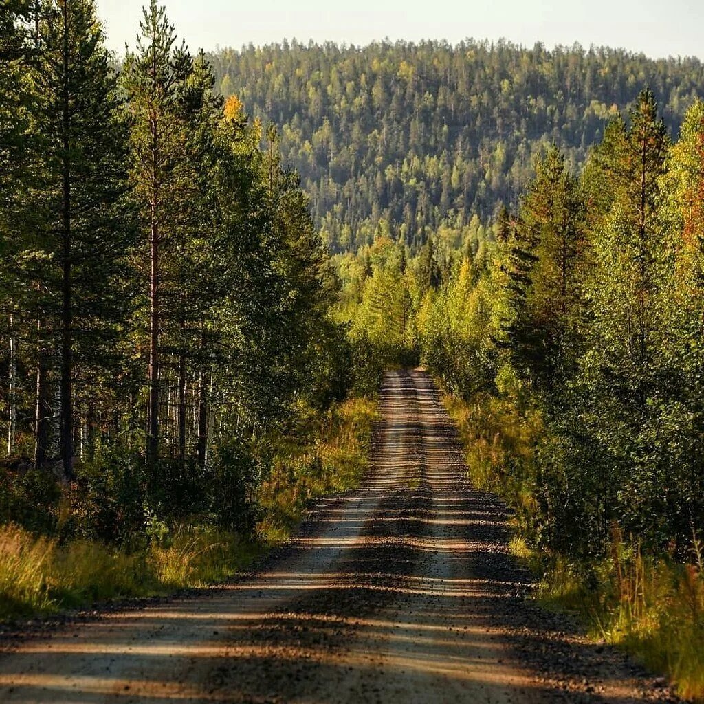 Тайга ехать. Дорога в лесу. Уаз 469 в болоте. Транссибирская магистраль тайга. Снегоход в лесу.