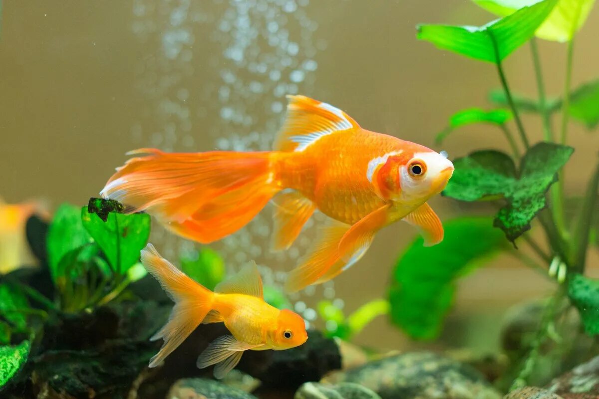 Аквариумная рыба золотая рыбка. Вуалехвост рыбка аквариумная. Золотая рыбка Комета вуалехвост. Золотая рыбка для аквариума вуалехвост. Carassius auratus Золотая рыбка.