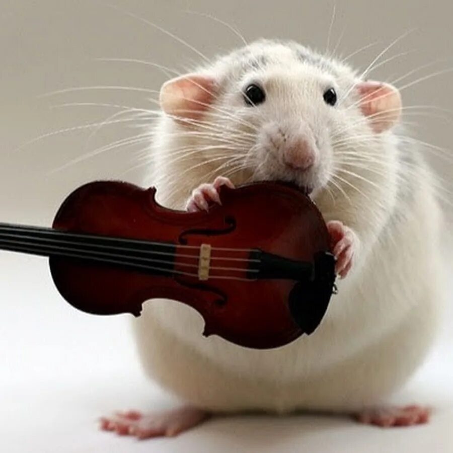 The rats. Звери СЛУШАЮТ музыку. Fare. Violin hamster