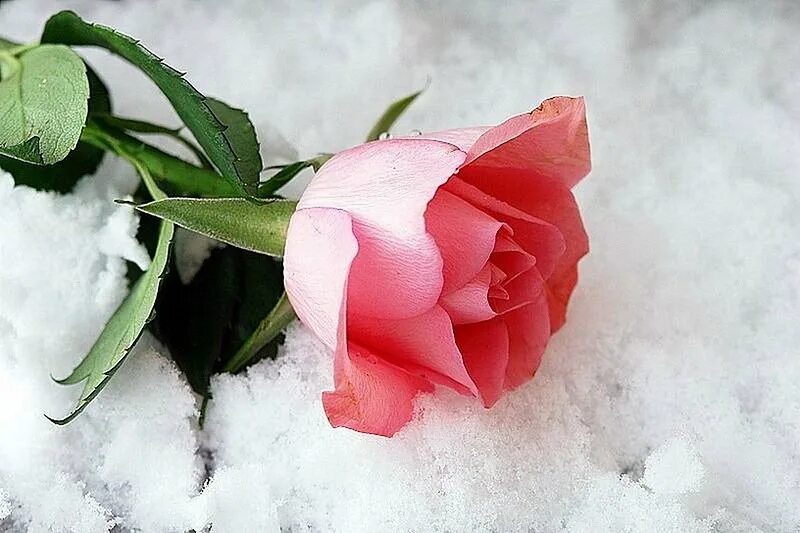 Весенние композиции. Цветы февраля картинки. Цветы зимой. Бойчечак гули. Цветы в снегу.