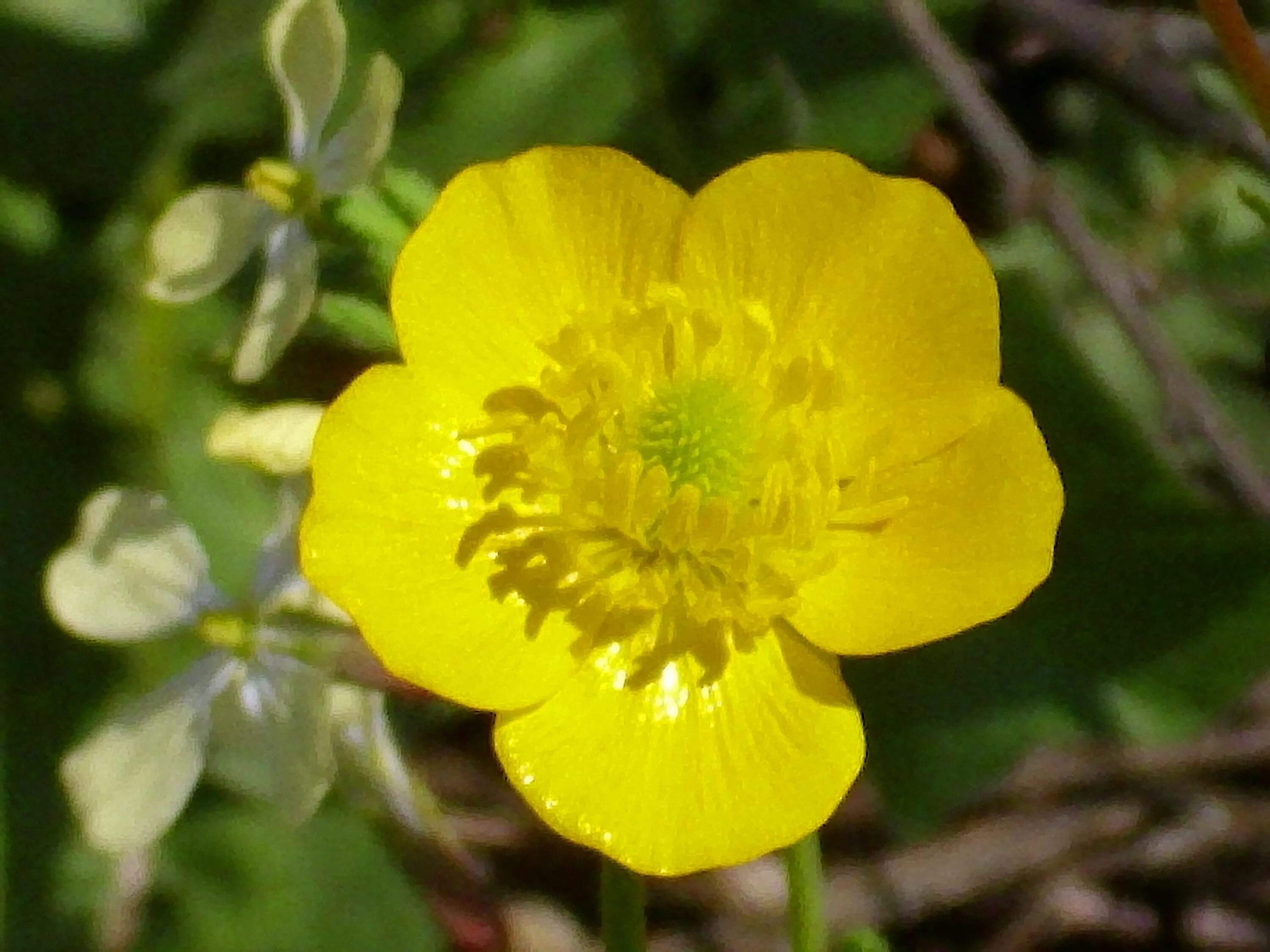 Лютик золотистый. Лютик многолистный (Ranunculus polyphyllus). Лютик бокоцветковый. Лютик луковичный. Лютик болотный ( Ranúnculus).