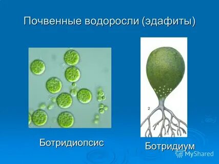 Почвенные водоросли