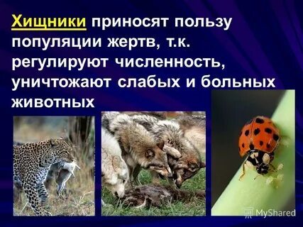 Значение хищных в природе