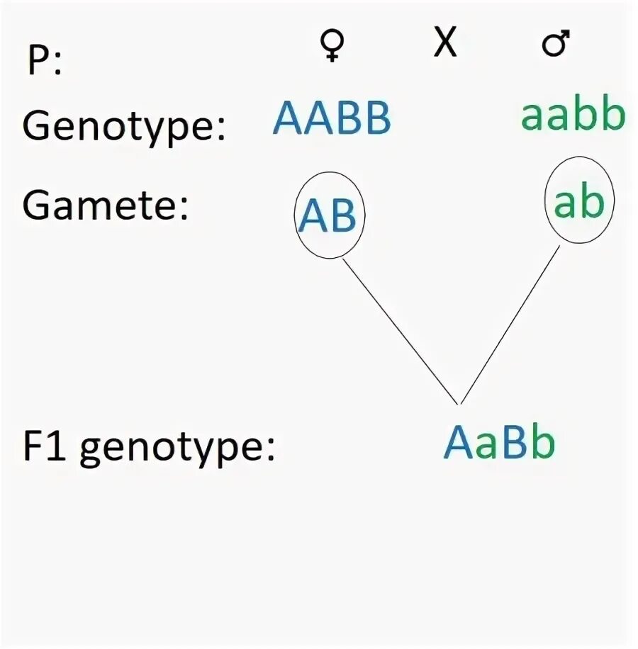 Aabb aabb полное доминирование. AABB AABB скрещивание. AABB скрещивание. Скрестить AABB X AABB. Параллельный перекрестный кольцевой аабб.