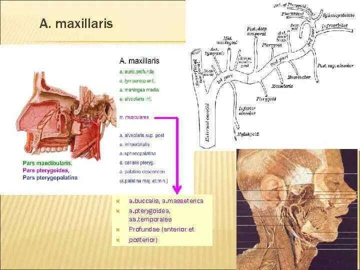 A maxillaris. Arteria maxillaris ветви. A maxillaris ветви первого отдела. A maxillaris отделы. A maxillaris схема.