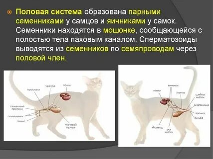 Структура пол системы