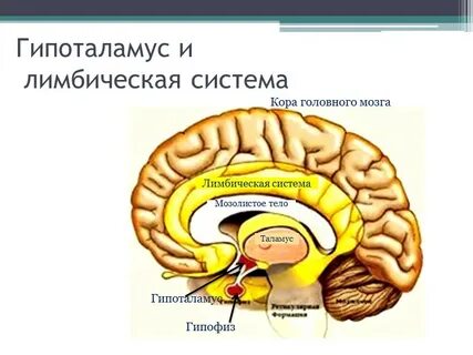 Гипоталамус лимбическая система