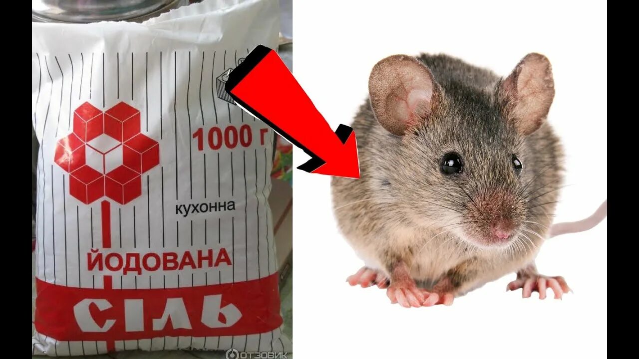 Как быстро избавиться от мышей. Избавьтесь от мышей. борьба с мышами. мышь борец.