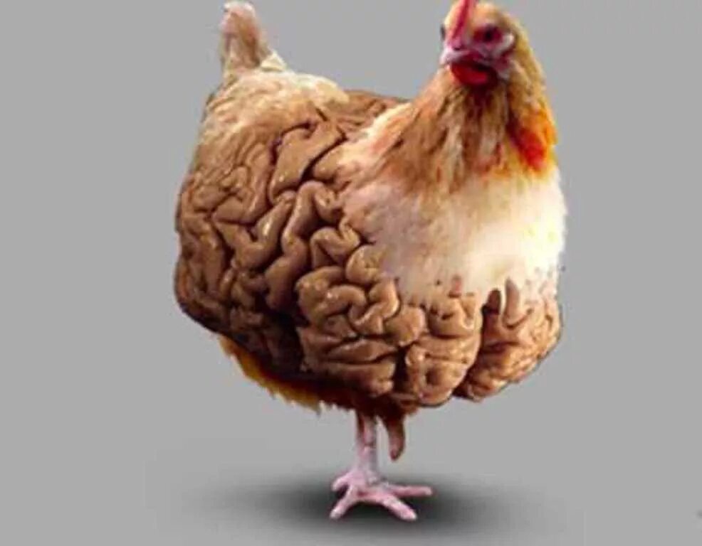 У куриц есть мозг. Курица. Умная Курочка.