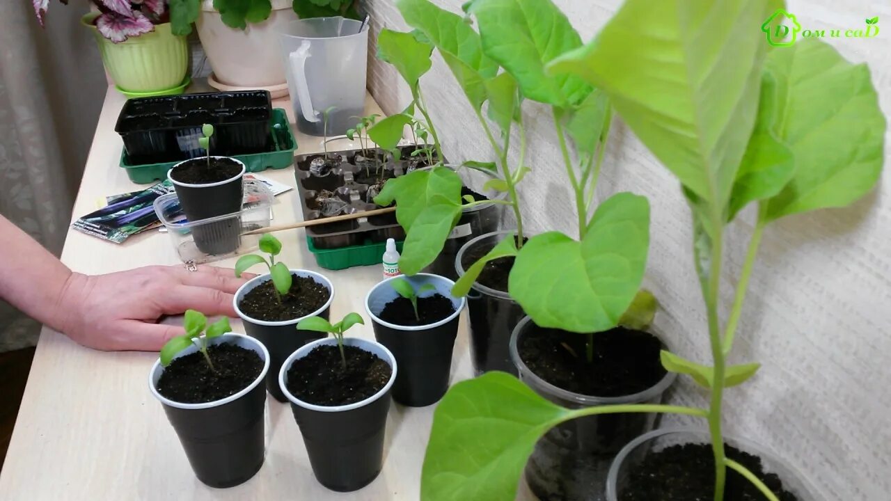 Посев перца. Правильная рассада. Посадка рассады в улитку. Посадка петунии на рассаду в стаканчики. Посев перца на рассаду видео.