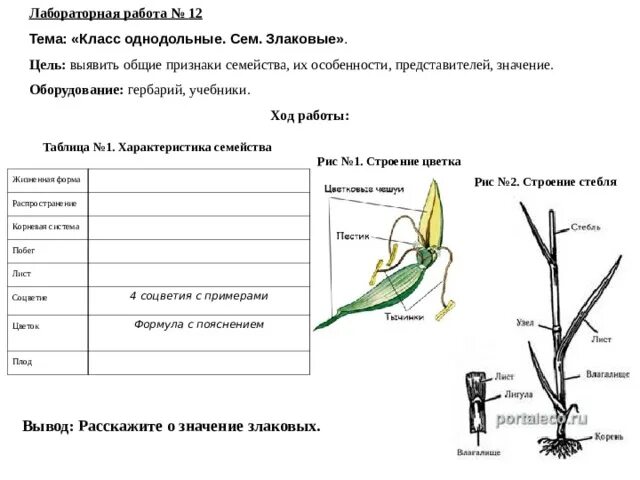 Тест биология 7 класс однодольные. Признаки злаковых таблица. Семейство злаковые строение цветка. Признаки семейства злаковые. Семейство злаковые таблица.