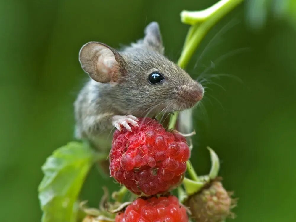 Экспериментатор поместил домовую мышь. Мышь. Красивая мышка. Маленькая мышь. Полевая мышь.