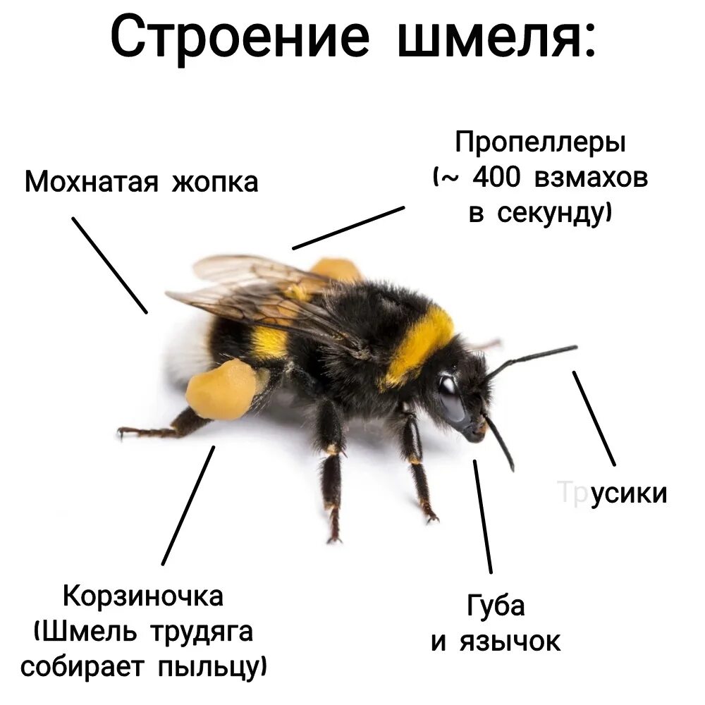 Сколько живет ос. Строение шмеля. Внешнее строение степного шмеля. Шмель строение тела. Строение пчелы.