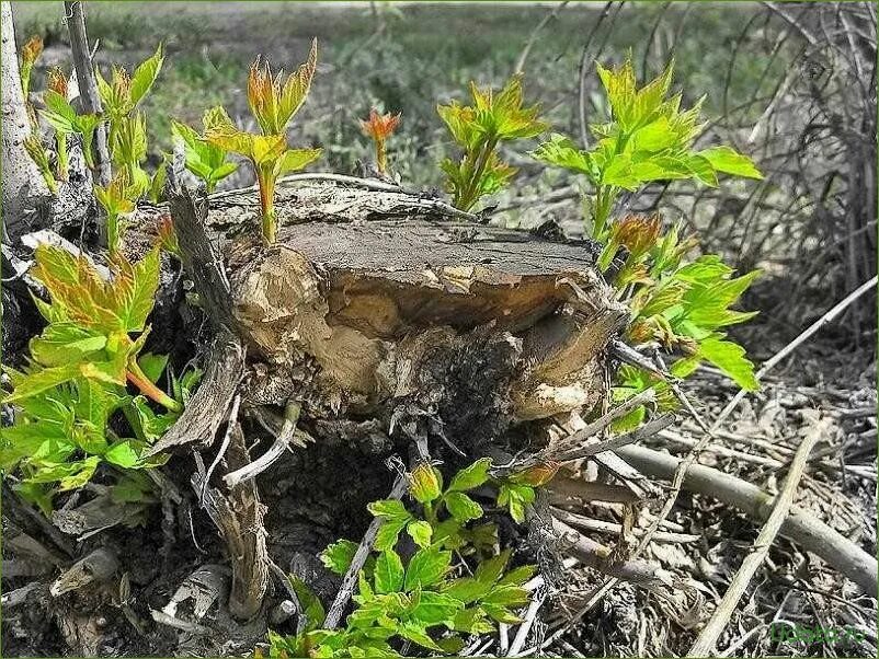 Как убрать старые деревья