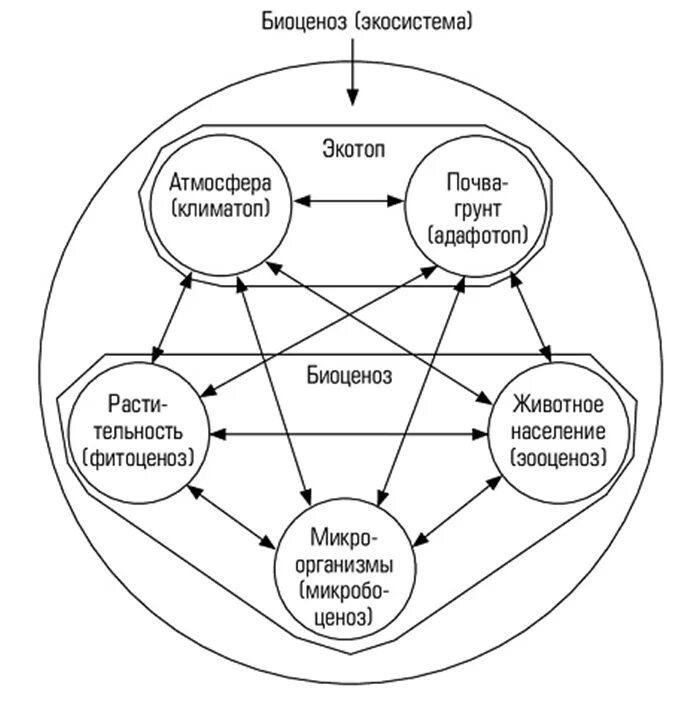 Схема состава компонентов экосистемы. Схема взаимодействия компонентов биогеоценоза. Схема взаимодействия компонентов экосистемы. Схема взаимодействий компонентов биогеоценоза («звезда Сукачева»).