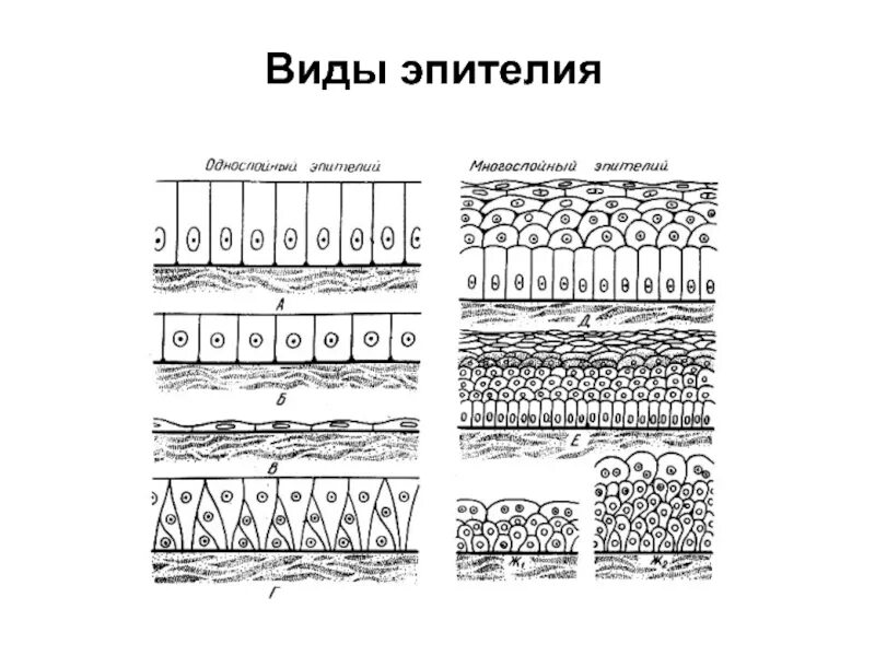 Эпителиальные образования тип 0 is