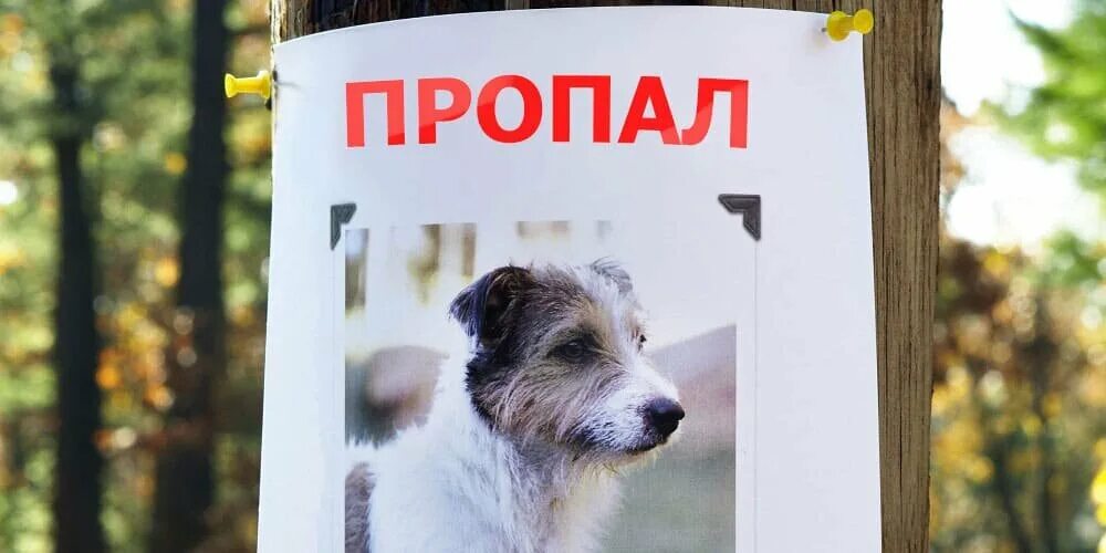 Lost dogs дроп. Your lost dog. The lost dog. Happy sandwich cafe dog. Желтый дог кафе.