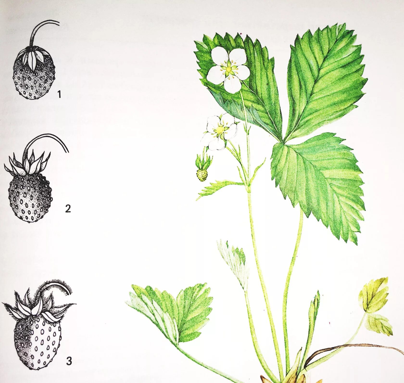 Земляника лесная жизненная форма. Земляника лесная плод. Многоорешек и земляничина. Земляника плод многоорешек. Плод клубники многоорешек.