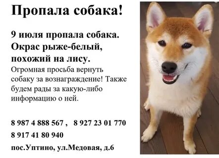 Собаку породы месяц