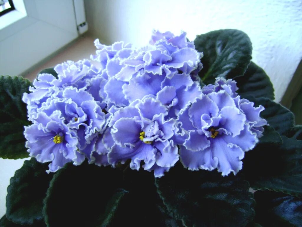 Фиалка рм белые паруса. Фиалка безымяшка. Фиалка пт полярная ночь. Фиалка ек невский. Фиалка lunar lily white.