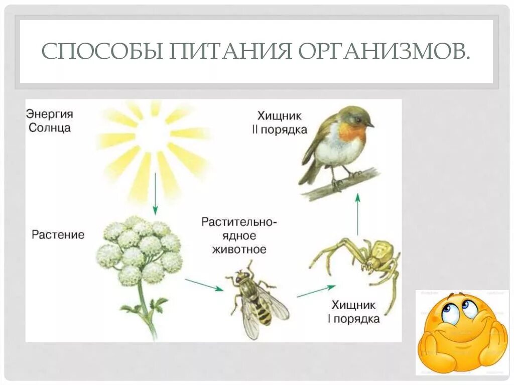 Типы питания биология 8 класс. Типы питания живых организмов схема. Типы питания живых организмов биология. Типы питания организмов биология 6 класс. Способы питания в биологии.