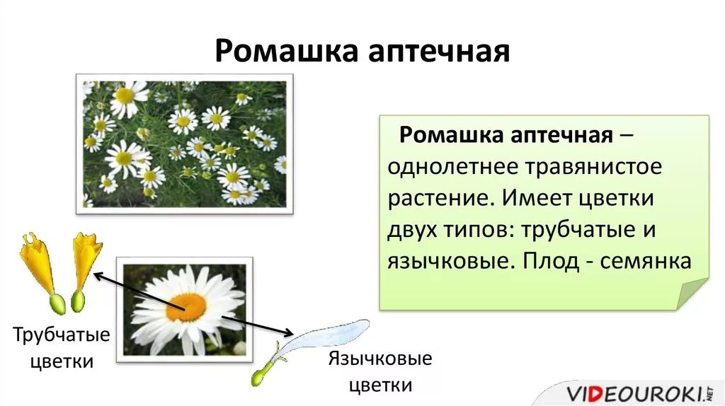 Семейство Сложноцветные Ромашка аптечная. Тип цветков у ромашки аптечной. Строение цветоложе ромашки аптечной. Ромашка аптечная плод семянка.