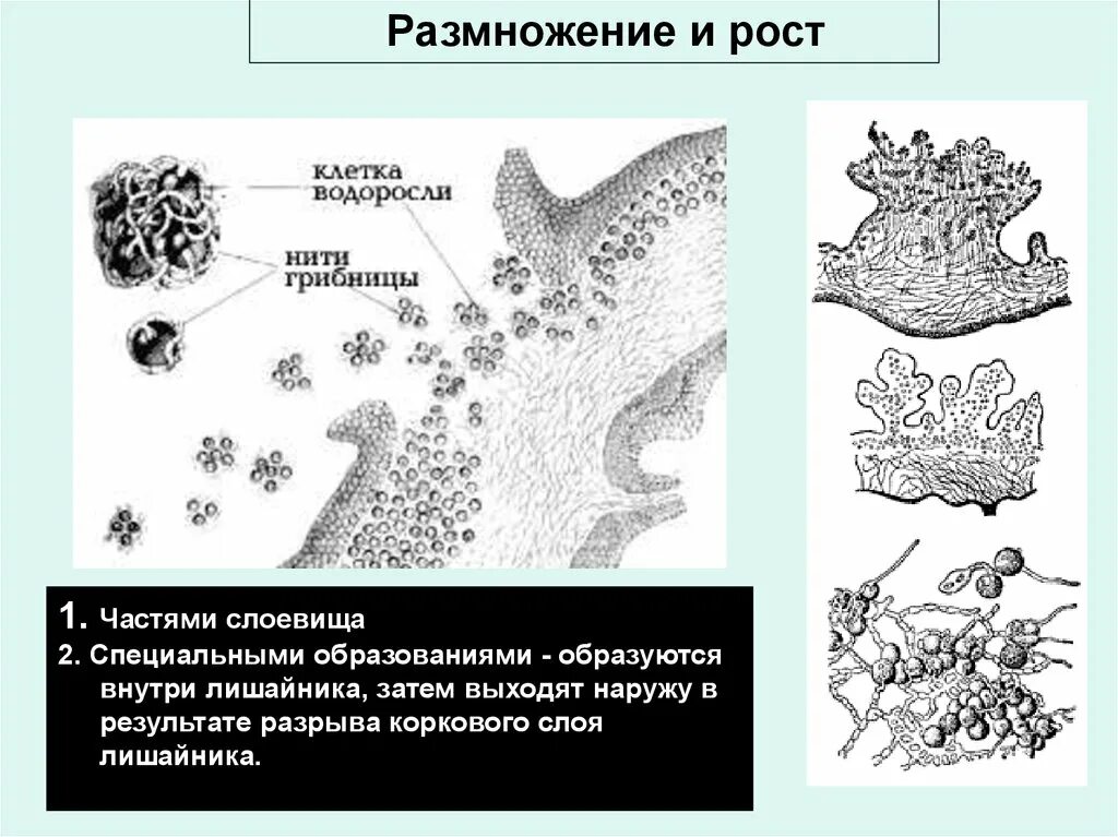 Соредии и изидии лишайника. Вегетативное размножение лишайников осуществляется:. Цикл развития лишайника. Размножение и рост лишайника.