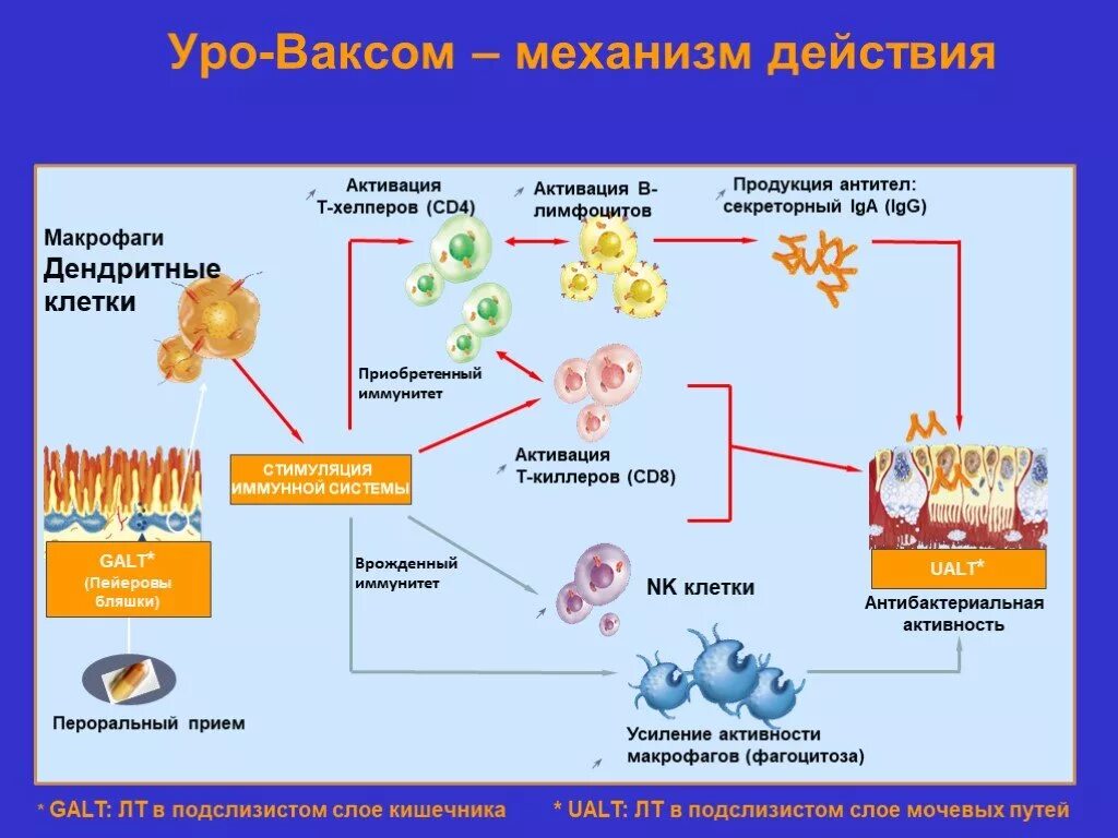 Уро ваксом механизм действия. Механизм действия т хелперов. Механизмы действия активированных макрофагов. Макрофаги и дендритные клетки их роль в иммунном ответе. Активация макрофагов