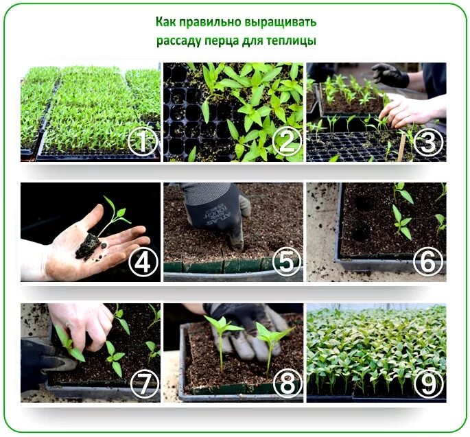 Схема посадки перца на рассаду. КПК правильно свжать рассадц. Высаженная рассада в грунте. Сажает рассаду в грунт. Когда можно рассаживать перцы