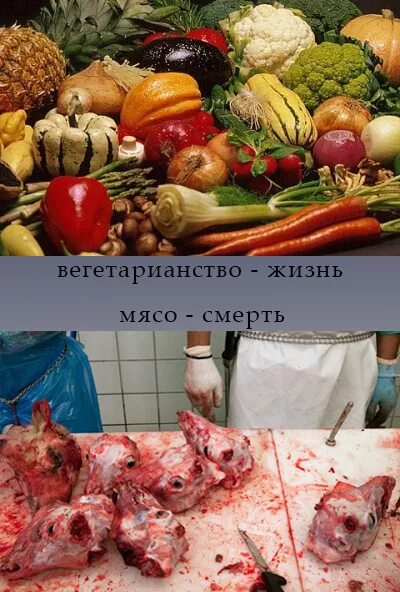 Вегетарианство против мясоедения. Вегетерианки еротив мясоедок. Вегетарианцы против Мясоедов. Веганы едят мясо