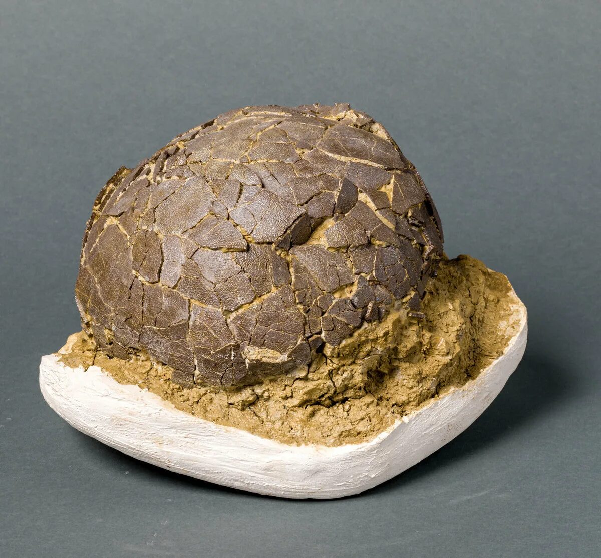 Fossil egg