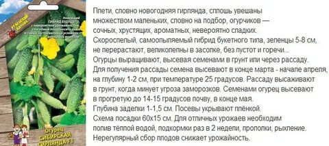 Огурцы сибирская гирлянда описание сорта отзывы