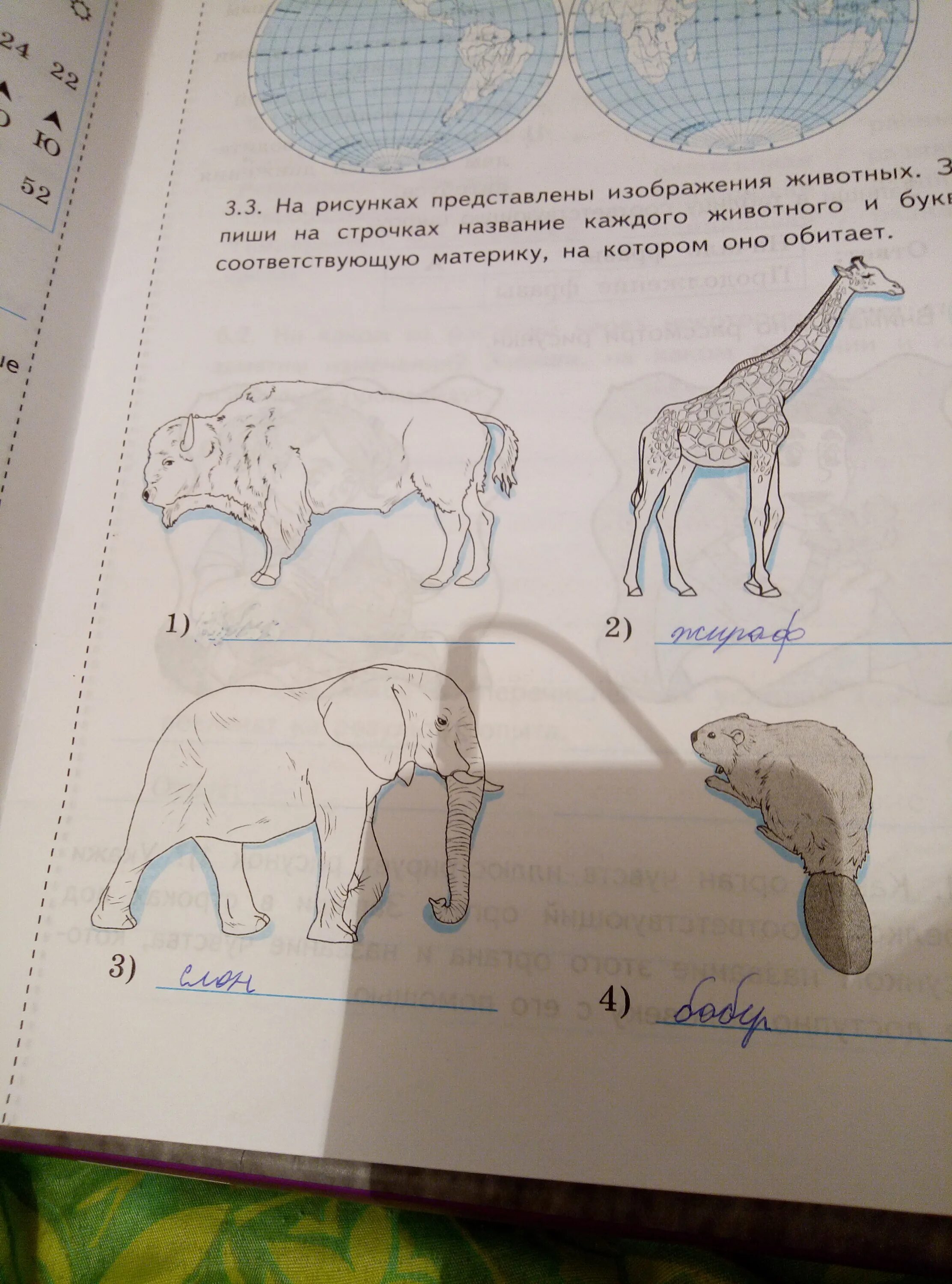 На рисунках представлены изображения животных. На рисунке представлены изображения жирафа слона бобра. На рисунках представлено изображение. Запиши названия животных которые.