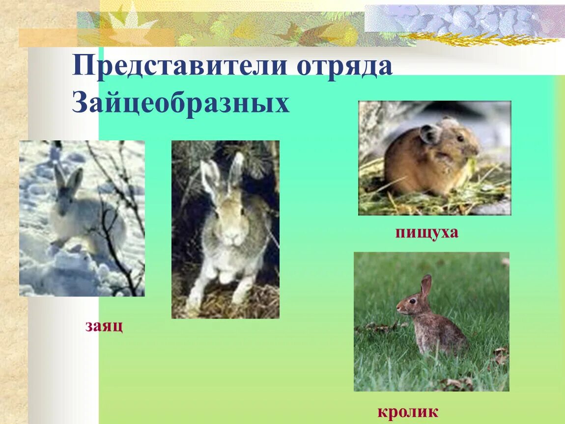 К какому отряду относится заяц