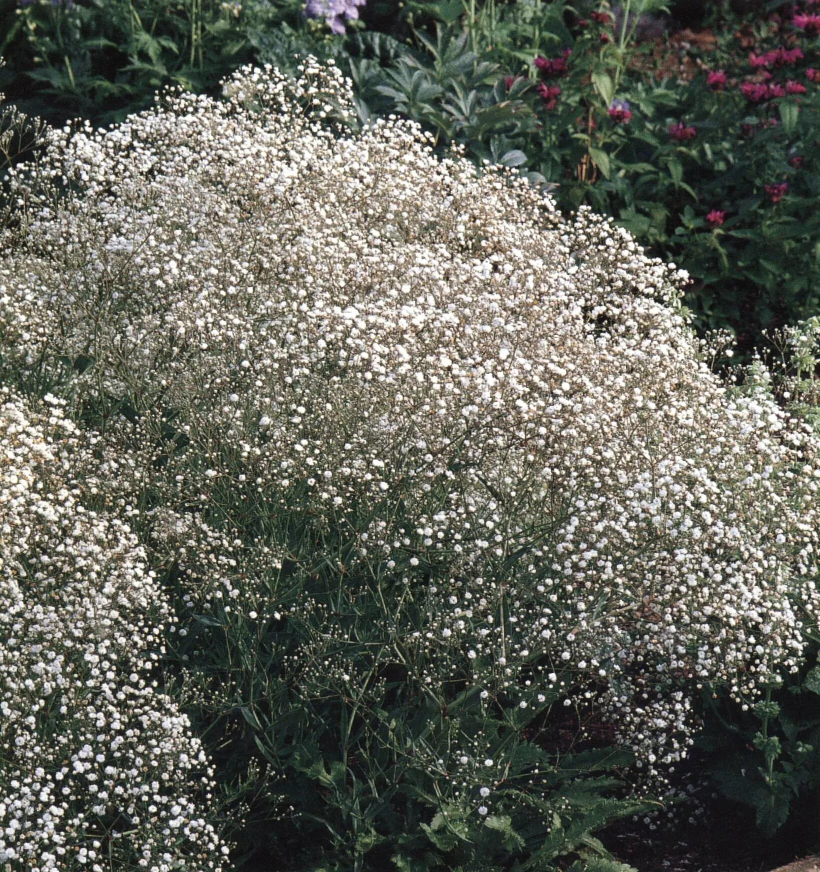 Buy Gypsophila paniculata 'Perfekta', repens 'Rosa Schonheit' and 'Rosenschleier