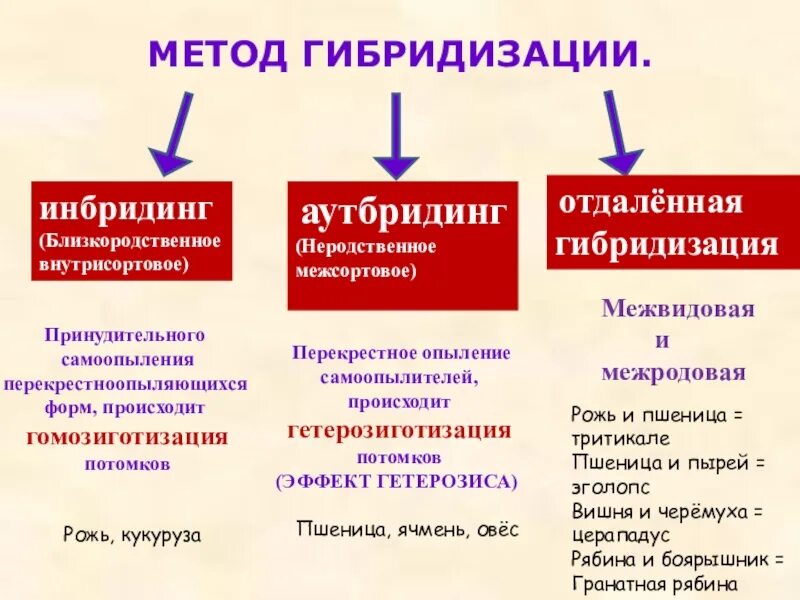 5 отдаленная гибридизация. Гибридизация близкородственная(инбридинг). Методы гибридизации. Гибридизация отдаленная гибридизация аутбридинг инбридинг. Инбридинг метод селекции.