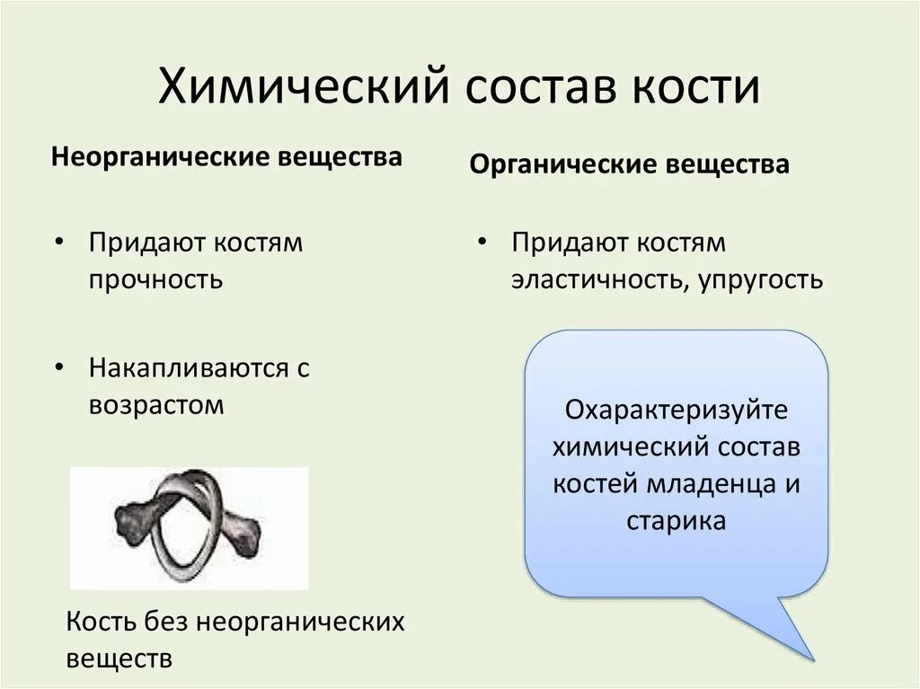 Какое свойство придают костям минеральные вещества. Прочность костям придают органические вещества. Неорганические вещества придают костям. Какие вещества придают костям прочность. Упругость кости придает органическое вещество.